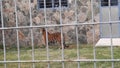 Tiger behind a Metal Fence