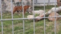 Tiger behind a Metal Fence