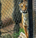 Tiger behind net