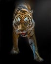 Tiger Bengal Royalty Free Stock Photo