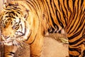 Tiger Royalty Free Stock Photo