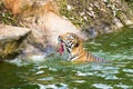 Tiger big, eating food and swimming in  pool Royalty Free Stock Photo