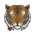 Tiger biting rose vector illustration