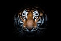 Tiger With A Black Background