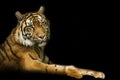 Tiger with black backround Royalty Free Stock Photo