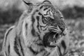 Tiger black and white closeup roaring with mouth open teeth showing Royalty Free Stock Photo