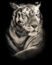 Tiger black and white portrait