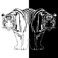 Tiger black and white reflection.