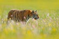 Tiger in blooms. Flowered meadow with tiger. Tiger with ping and yellow and pink flowers. Siberian tiger in beautiful habitat. Amu