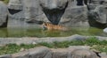 Tiger At Brookfield Zoo