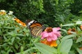 Tiger butterfly on the pink flower