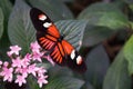 Tiger butterfly on pink flowers