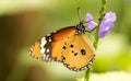 Tiger butterfly Royalty Free Stock Photo