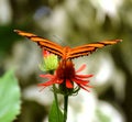 Tiger Butterfly Royalty Free Stock Photo