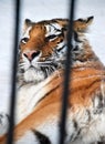 Tiger in a cage Royalty Free Stock Photo