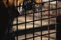 Tiger cage in cage and almost lost place that he can`t move