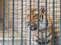 Tiger in Cage Royalty Free Stock Photo