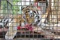 Tiger in caged in Yalta zoo