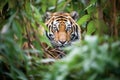 tiger camouflaged among ferns and underbrush Royalty Free Stock Photo