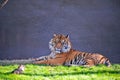 Tiger in captivity Royalty Free Stock Photo