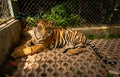 Tiger in captivity, caged laying on ground in Thailand Royalty Free Stock Photo