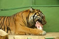 Tiger Royalty Free Stock Photo