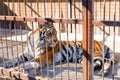 Tiger in captivity in a zoo behind bars. Power and aggression in the cage.
