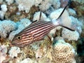 Tiger cardinalfish Royalty Free Stock Photo