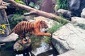 Tiger careful to cross the wild river Royalty Free Stock Photo