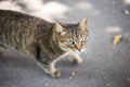 Tiger cat with green eyes Royalty Free Stock Photo