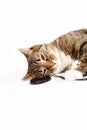 tiger cat lies next to a lens cap and holds it with its paws