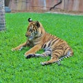 A little tiger rests in the grass