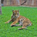 A little tiger rests in the grass