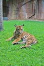 A little tiger rests in the grass