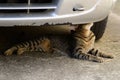 Tiger cat lying under the car and sniffs them Royalty Free Stock Photo