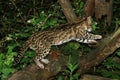 TIGER CAT OR ONCILLA leopardus tigrinus, ADULT LEAPING ON BRANCH