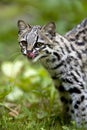 Tiger Cat or Oncilla, leopardus tigrinus, Adult licking Nose