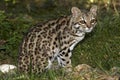 Tiger Cat or Oncilla, leopardus tigrinus, Adult sitting on Grass