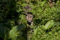 Tiger Cat or Oncilla, leopardus tigrinus, Adult under Leaves