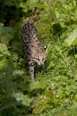 Tiger Cat or Oncilla, leopardus tigrinus, Adult walking
