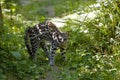 Tiger Cat or Oncilla, leopardus tigrinus, in Defensive Posture