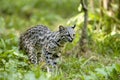 ONCILLE leopardus tigrinus Royalty Free Stock Photo