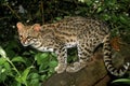 TIGER CAT OR ONCILLA leopardus tigrinus Royalty Free Stock Photo