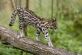 Tiger Cat or Oncilla, leopardus tigrinus, walking on branch