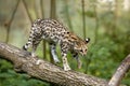 Tiger Cat or Oncilla, leopardus tigrinus, walking on branch