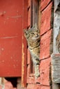 Tiger cat peeking out from ledge of red barn Royalty Free Stock Photo