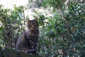 Tiger cat in a raised position