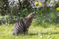 Tiger cat relaxes at the green grass in the sun Royalty Free Stock Photo