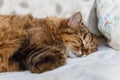 Tiger cat sleeping in bed Royalty Free Stock Photo
