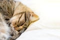 A tiger cat sleeps in soft cozy bed. Close up, copy space. Cat curled into a ball Royalty Free Stock Photo